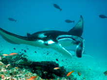 Manta Ray